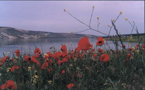 Gul_u_Ave_Kurdistan_2.jpg
