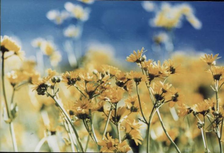 Gul_u_Sosin_1 . 1.jpg