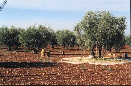 Olivescrop.jpg